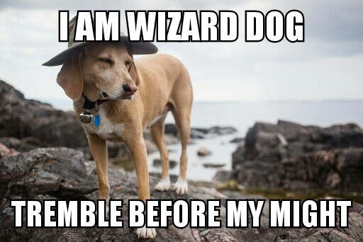 Wizard Dog