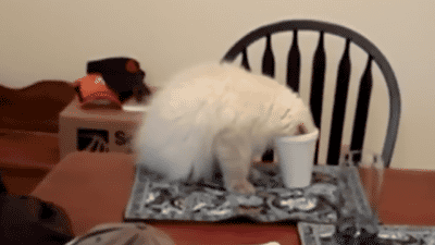 cat falls off table