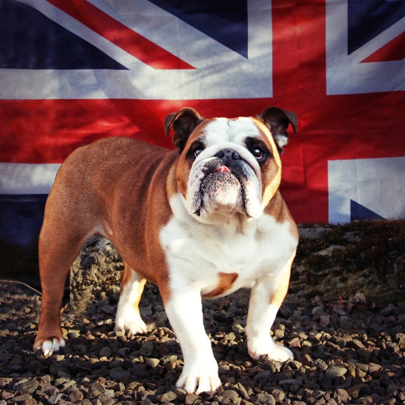 The British Life of Pets